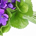 برگ بنفشه Violet Leaf